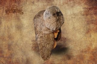 Czapka futrzana papacha
futro królika szarego